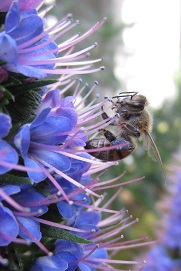 Bees and neonicitinoids