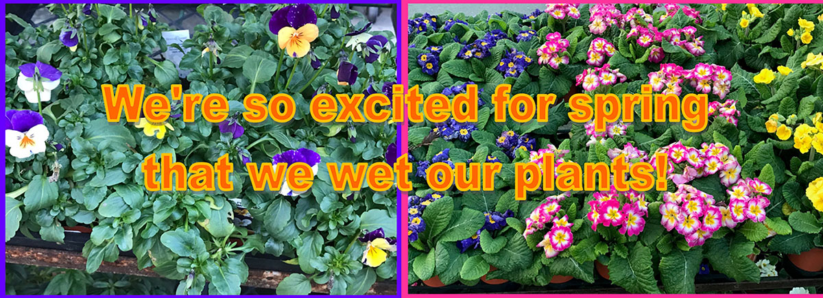 We wet our plants